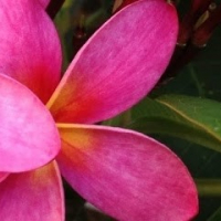 MANUIA TAHITI（マヌイアタヒチ）